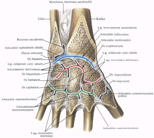Анатомия строения лучезапястного сустава