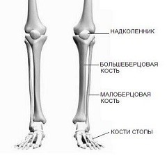 Строение и переломы малой берцовой кости