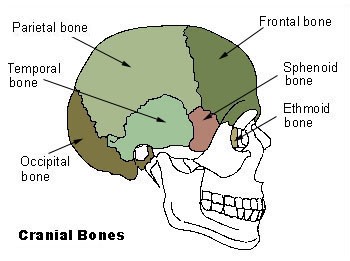 Виды и методы лечения переломов костей мозгового черепа