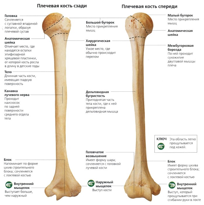 Строение и травмы плечевой кости