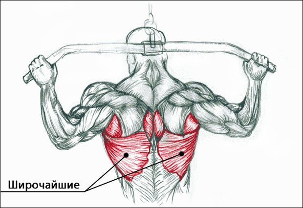 Как накачать широчайшие мышцы спины: рекомендации по тренировке