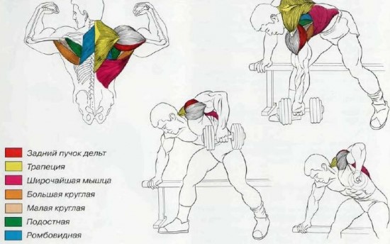 Комплекс упражнений для мышц спины